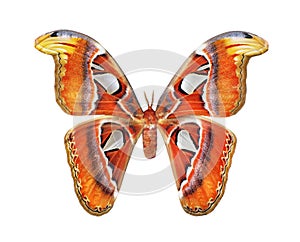 Attacus atlas. Atlas moth. Colorful tropical Atlas butterfly isolated on white.