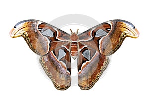 Attacus atlas moth isolated on white background for insect, bug and entomology