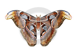 Attacus atlas moth isolated on white background for insect, bug and entomology photo