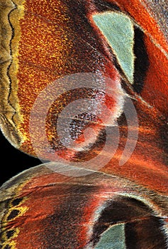 Attacus atlas. Atlas moth. Wings of colorful tropical Atlas butterfly close up