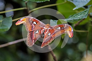 Attacus Atlas moths are one of the largest lepidopterans in the world