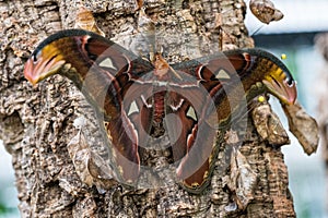 Attacus Atlas moths are one of the largest lepidopterans in the world