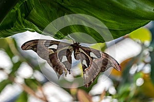 Attacus Atlas moths are one of the largest lepidopterans in the world