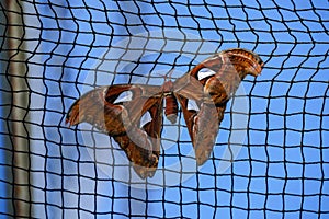 Attacus Atlas moths are one of the largest lepidopterans in the world