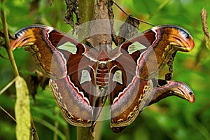 Attacus atlas