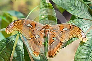 Attacus lorquini butterfly