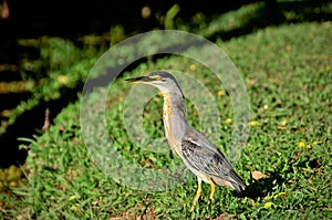 The attention of the beautiful bird Butorides striata in the park