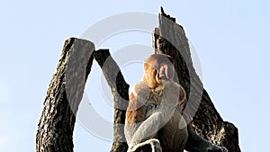 Attention catching proboscis monkey