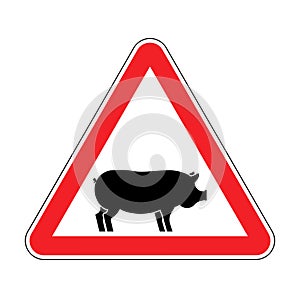 Attention pig. Red road sign danger. Caution swine. Vector illus