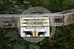 Attention - Unattended grazing Cattle. Keep your distance