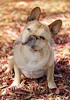 Attentive 5-Year-Old red tan male French Bulldog