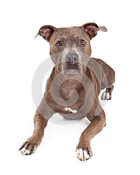 Attentive American Staffordshire Terrier Dog Laying