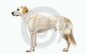 An attentive Anatolian Shepherd Dog stands, its body language exuding confidence and a readiness to protect. Its thick