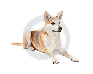 Attentive Australian Cattle and Shiba Inu Mix Dog Laying