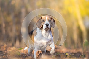 Attentive Beagle dog