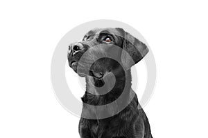 Attentive black labrador dog looking up, side view. Isolated on white background. Obedience concept