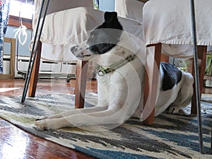 Attentive border collie