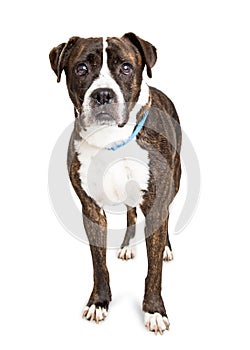 Attentive Boxer and Pit Bull Crossbreed Dog