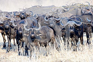 Attentive buffalo watching nervously