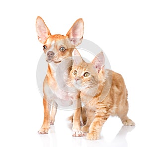 Attentive cat and dog looking away. on white background