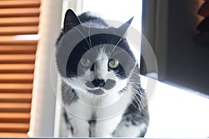 An attentive cat with a funny black and white muzzle sits on a windowsill next to brown blinds. A pet