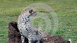 Attentive cheetah siting on a meadow in savannah in Tanzania