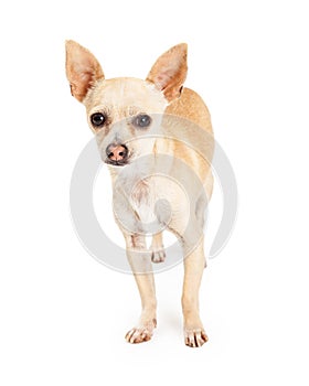 Attentive Chihuahua Dog Standing Looking Forward