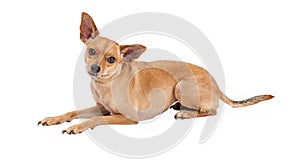 Attentive Chihuahua Mix Breed Dog Laying