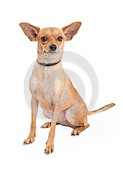 Attentive Chihuahua Mixed Breed Dog Sitting