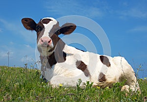 Attentive cow