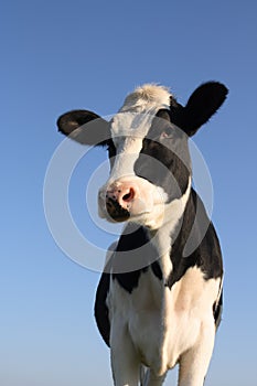 Attentive cow