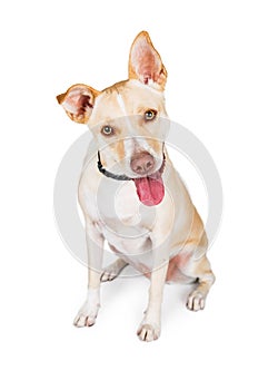 Attentive Crossbreed Yellow Dog on White