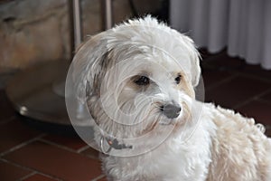 Attentive and curious looking small havanese dog