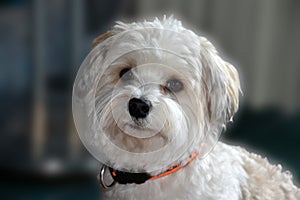 Attentive and curious looking small havanese dog