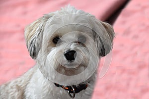 Attentive and curious looking small havanese dog