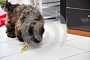 Attentive and curious looking small havanese dog with chewing bone