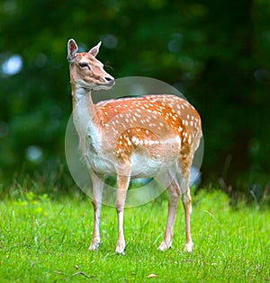 Attentive deer (doe)