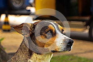 Attentive dog and bright look.