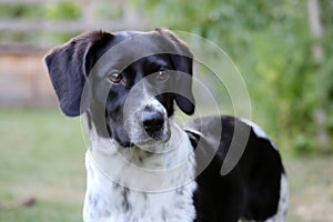 Attentive Dog in the garden, black and white, spotted, Small Munsterlander