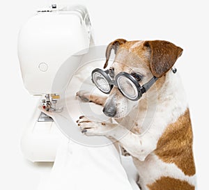 Attentive dog Jack Russell terrier with glasses sews white T-shirt and uses sewing machine