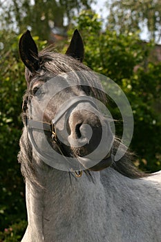 Attentive draught horse