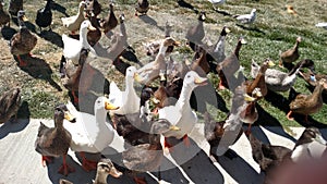 Attentive ducks