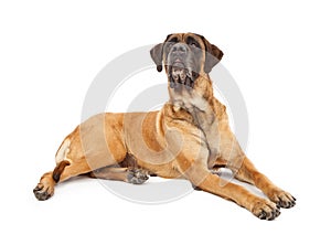 Attentive English Mastiff Dog