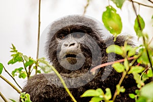 Attentive face of a mountain gorilla watching