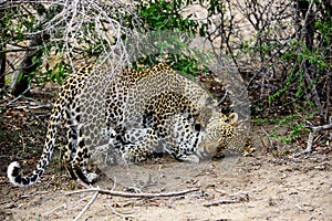 Attentive female Leopard with her disinterested male companion