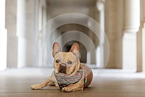 Attentive Frenchie at Stanford California