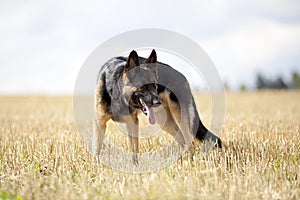 Attentive German shepard dog