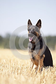 Attentive German shepard dog