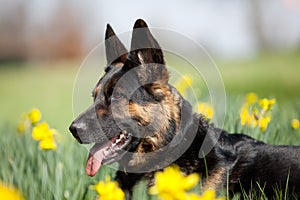 Attentive German Shepard dog on meadow