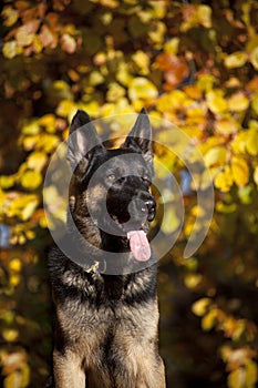 Attentive german shepard dog portrait with autumn colored background